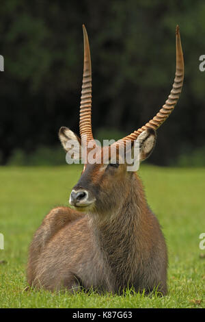 Defassa Waterbuck, Kobus ellipsiprymnus defassa, maschio, Kenya Foto Stock