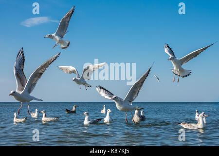 Gabbiani lottando per pezzi di pane gettati in mare Foto Stock