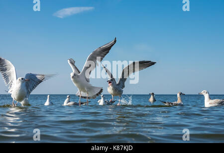 Gabbiani lottando per pezzi di pane gettati in mare Foto Stock