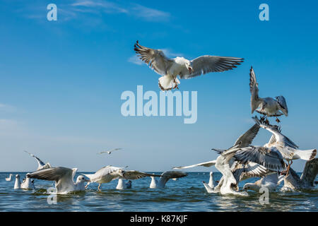 Gabbiani lottando per pezzi di pane gettati in mare Foto Stock