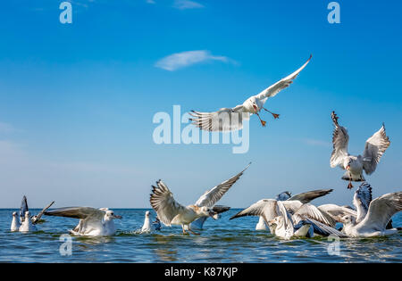 Gabbiani lottando per pezzi di pane gettati in mare Foto Stock