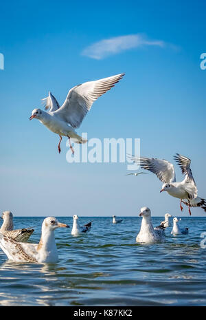 Gabbiani lottando per pezzi di pane gettati in mare Foto Stock