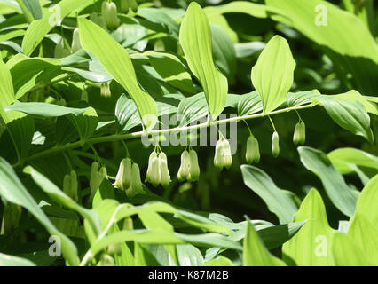 Verde e bianco fiori penduli fiori della pianta di giardino Polygonatum (Polygonatum × hybridum) noto anche come il re Salomone del sigillo di Salomone o del sigillo Foto Stock