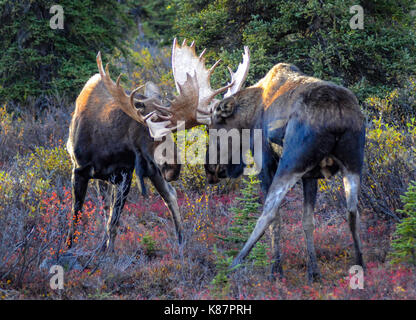 2 bull moose battaglia sul lato della strada a Parco Nazionale e Riserva di Denali in Alaska interiore, Settembre, 2017.alce Foto Stock