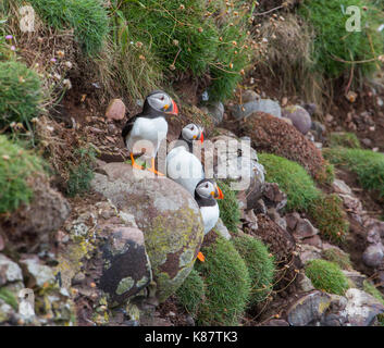 I puffini nidificazione sulle scogliere di Fowlsheugh Riserva Naturale a Crawton, Aberdeenshire, Scotland, Regno Unito Foto Stock