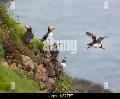 I puffini nidificazione sulle scogliere di Fowlsheugh Riserva Naturale a Crawton, Aberdeenshire, Scotland, Regno Unito Foto Stock