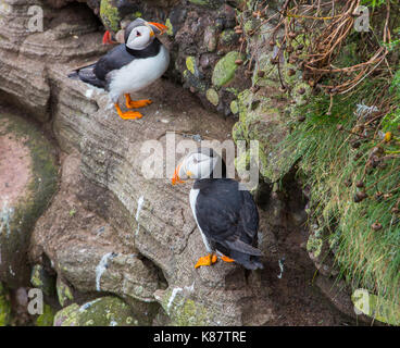 I puffini nidificazione sulle scogliere di Fowlsheugh Riserva Naturale a Crawton, Aberdeenshire, Scotland, Regno Unito Foto Stock