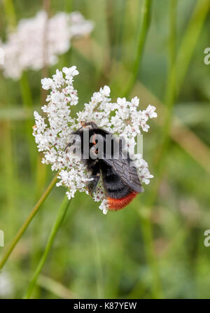 Red-tailed Bumblebee su selvatici fiori di carota. Hurst Prati, East Molesey, Surrey, Regno Unito. Foto Stock