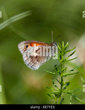 Small Heath butterfly arroccato su Lady's Bedstraw. Hurst Prati, East Molesey, Surrey, Regno Unito. Foto Stock