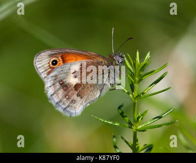 Small Heath butterfly arroccato su Lady's Bedstraw. Hurst Prati, East Molesey, Surrey, Regno Unito. Foto Stock