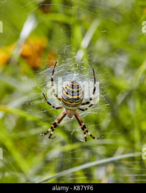 Wasp ragno sul suo web. Hurst Prati, East Molesey, Surrey, Regno Unito. Foto Stock