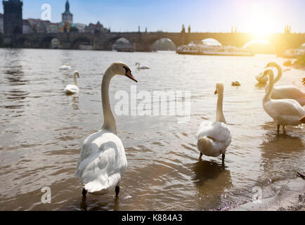 Praga. cigni sul fiume Moldava e il ponte Carlo su uno sfondo Foto Stock