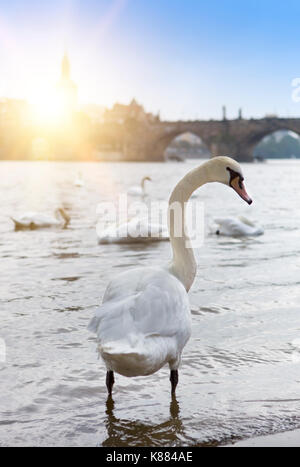 Praga. cigni sul fiume Moldava e il ponte Carlo su uno sfondo Foto Stock