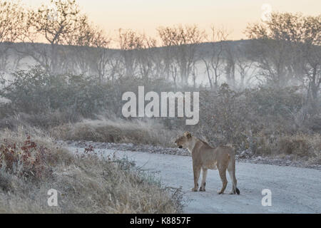 Lion panthera leo, camminando lungo la strada attraverso la prateria. Foto Stock