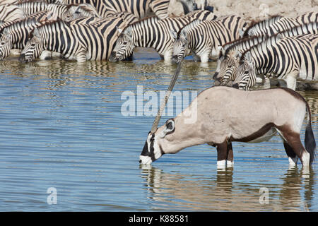 La burchell zebra, Equus quagga burchellii, e Thomson gazelle, eudorcas thomsonii, eretta nel foro di irrigazione di bere. Foto Stock