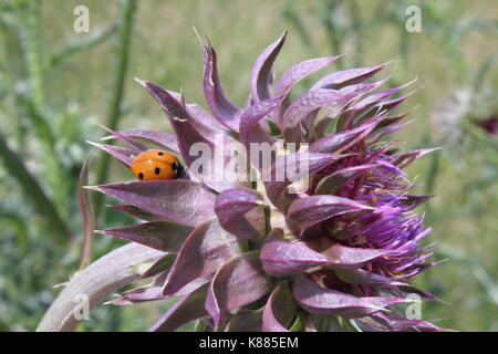 La semplicità della bellezza la natura offre. perdersi nella foto Foto Stock