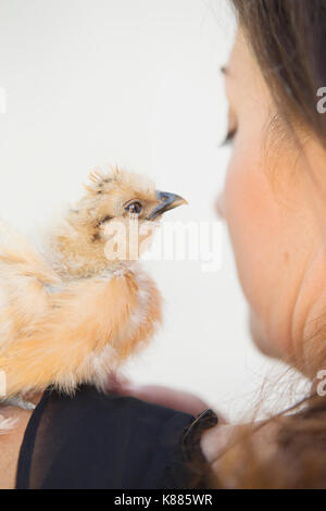 Una donna con un piccolo pulcino soffici uccello appollaiato sulla sua spalla. Foto Stock