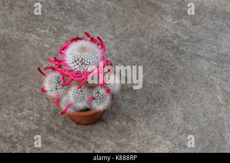 Cactus Mammillaria bocasana dopo la fioritura è terminata. Rosy frutta rossa si è formata nella sua caratteristica formazione a spirale. Foto Stock