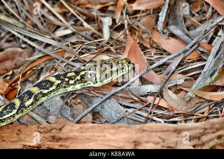 Australiano splendido litorale di serpente carpet python ( morelia spilota mcdowelli) nella Sunshine Coast, Queensland, Australia Foto Stock