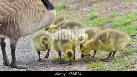 Cartolina con una famiglia di Oche del Canada che soggiornano Foto Stock