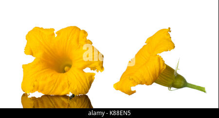 La zucca gialla e fiori di zucca isolati su sfondo bianco. studio foto Foto Stock