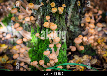 Funghi agarics miele in una foresta su una struttura ad albero Foto Stock