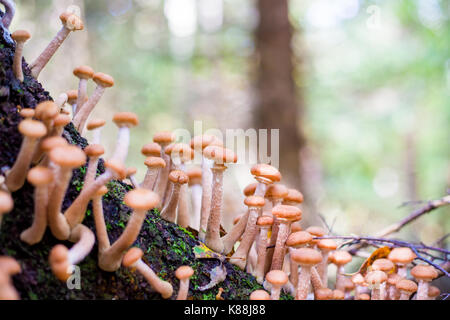 Funghi agarics miele in una foresta su una struttura ad albero Foto Stock