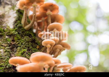 Funghi agarics miele in una foresta su una struttura ad albero Foto Stock