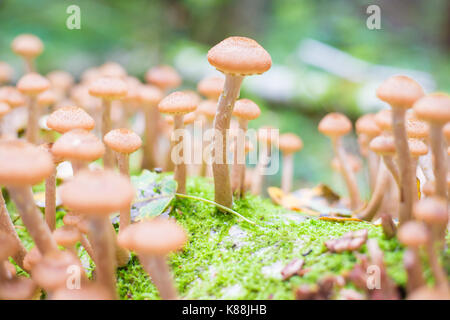 Funghi agarics miele in una foresta su una struttura ad albero Foto Stock