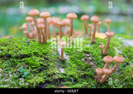 Funghi agarics miele in una foresta su una struttura ad albero Foto Stock