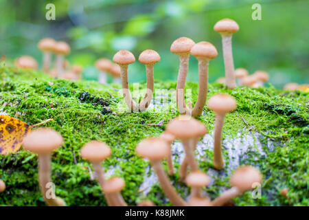 Funghi agarics miele in una foresta su una struttura ad albero Foto Stock