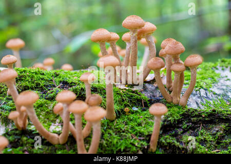 Funghi agarics miele in una foresta su una struttura ad albero Foto Stock