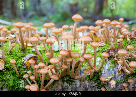 Funghi agarics miele in una foresta su una struttura ad albero Foto Stock