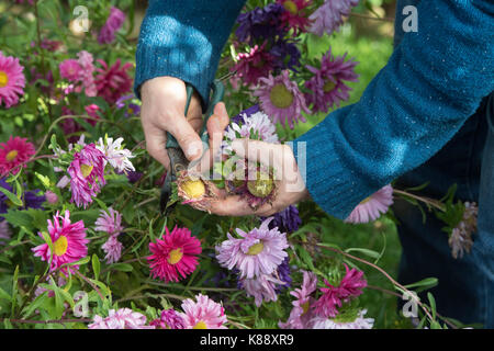 Callistephus chinensis. Giardiniere rimozione dei capi morti da Aster gigante andrella singolo fiori misti a raccogliere i semi per il prossimo anno. Regno Unito Foto Stock