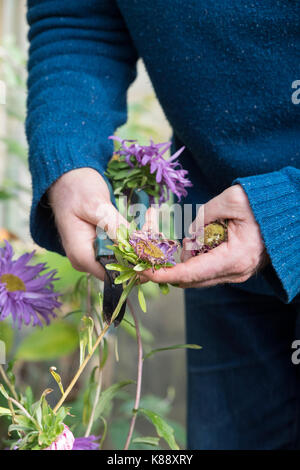 Callistephus chinensis. Giardiniere rimozione dei capi morti da Aster gigante andrella singolo fiori misti a raccogliere i semi per il prossimo anno. Regno Unito Foto Stock
