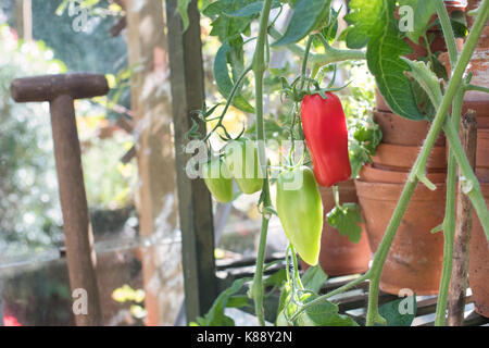 Solanum lycopersicum. I pomodori san marzano 'Pomodoro' in crescita sulla vite in una serra. Regno Unito Foto Stock