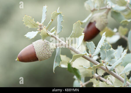 Ghianda di leccio (Quercus rotundifolia) Foto Stock