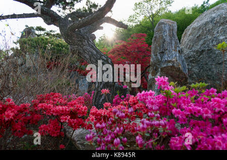 Rododendri in fiore Foto Stock