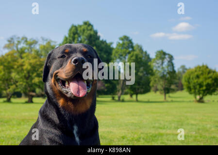 Ritratto di giovane adulto cane Rottweiler seduti all'aperto con felice espressione Foto Stock