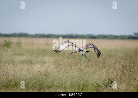 I capretti sella-fatturati stork volare lontano nel Chobe National Park, il Botswana. Foto Stock