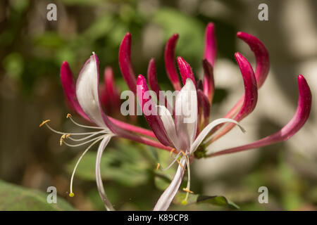 Lonicera caprifolium è una specie di perenne piante fiorite in genere lonicera della famiglia caprifoliaceae. Foto Stock