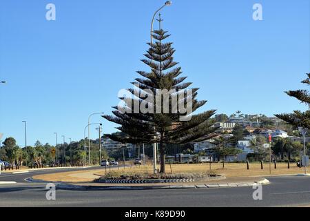 Rotatoria in città australiana di Coffs Harbour. Albero nella rotonda, segnale di limite di velocità, Interruttore velocità segno, nessun segno di arresto Foto Stock