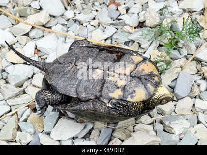La tartaruga si trova a testa in giù sul retro. ordinari di fiume di tartaruga latitudini temperate. la tartaruga è un antico rettile Foto Stock