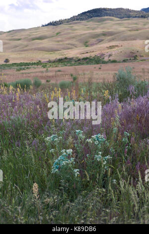 Una prateria con diverse varietà di fiori selvatici in primo piano e le prime colline con erba essiccata in background. cumulus nuvole sono sopra. Foto Stock