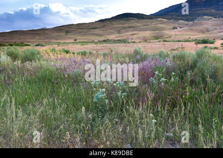 Una prateria con diverse varietà di fiori selvatici in primo piano e le prime colline con erba essiccata in background. cumulus nuvole sono sopra. Foto Stock