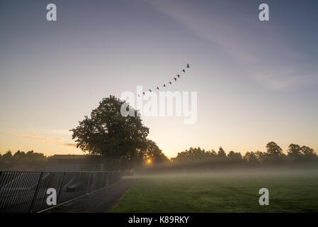 Uccelli in volo su un albero in un campo da gioco in una mattina d'autunno nebbiosa Foto Stock