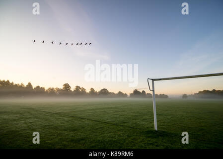 Uccelli in volo su un campo da gioco in una mattina d'autunno nebbiosa Foto Stock