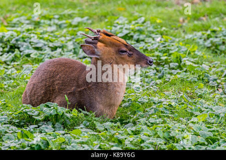 Reeves è muntjac (muntiacus reevesi) maschio, nativo di sud-est della Cina e di Taiwan Foto Stock