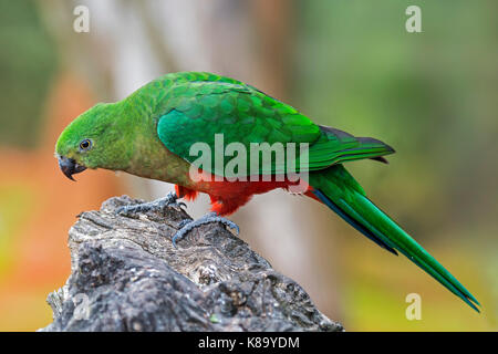 Australian re parrot (alisterus scapularis) femmina, nativo di Australia orientale Foto Stock