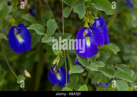 fiori del pisello Foto Stock